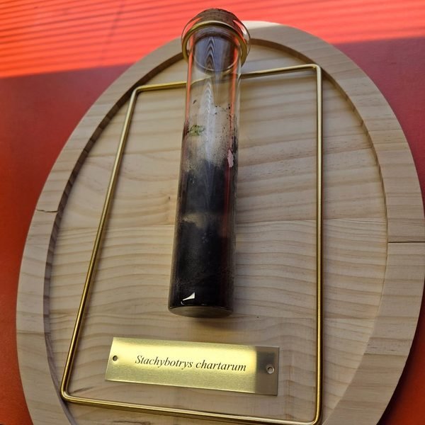 A specimen tube mounted on an oval wood plaque with an engraved brass plate reading Stachybotrys chartarum.
